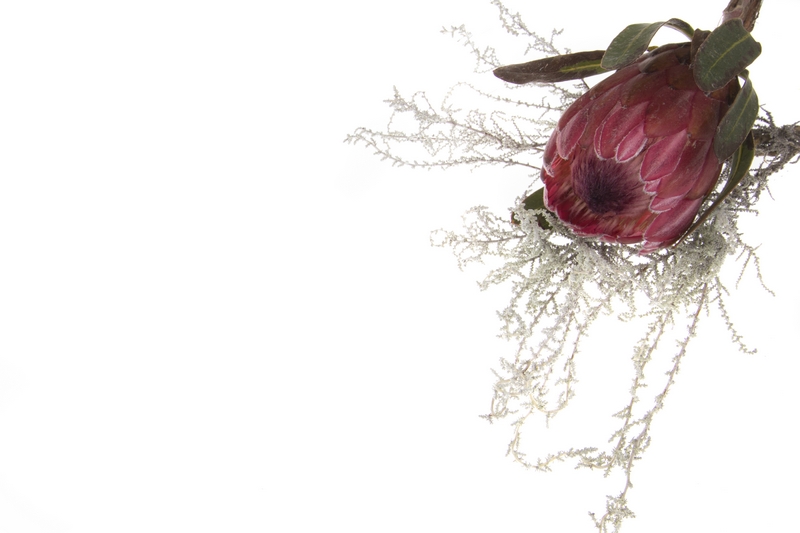 Protea flower and slangbos - product photographer pretoria gauteng