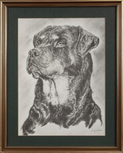 399 K WACKER - Rottweiler 53 x 39 cm Pencil