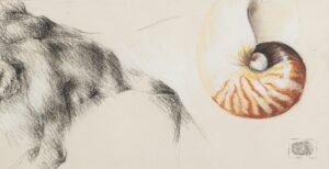 408 UNKNOWN - Nude and sea shell 64 x33 cm Mixed medium_1