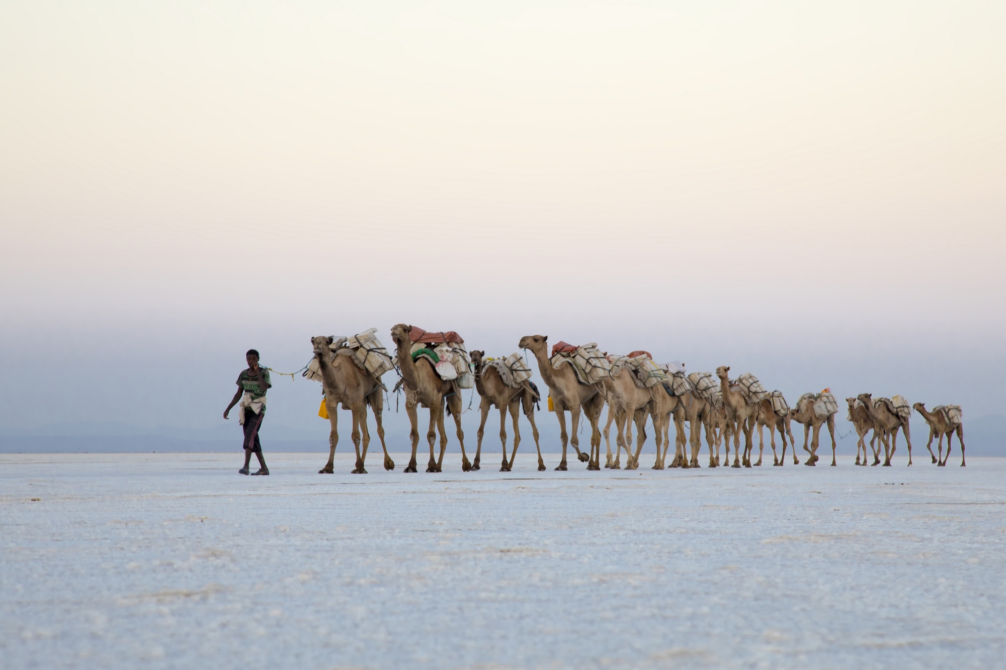 Camel Caravans | ProSelect-images