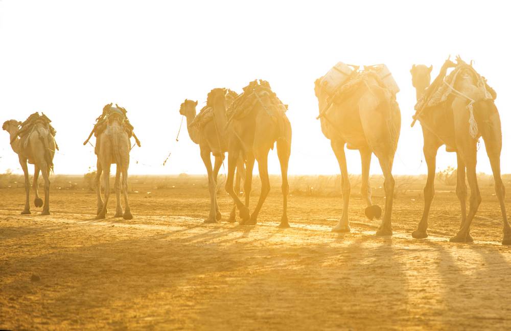 Camel caravan Ethiopia_travel photography