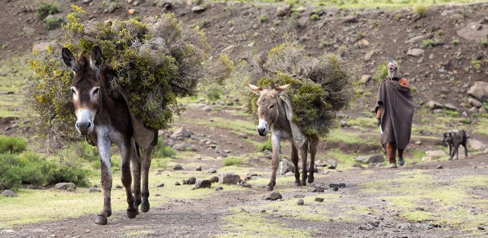 Donkeys Lesotho_travel photography