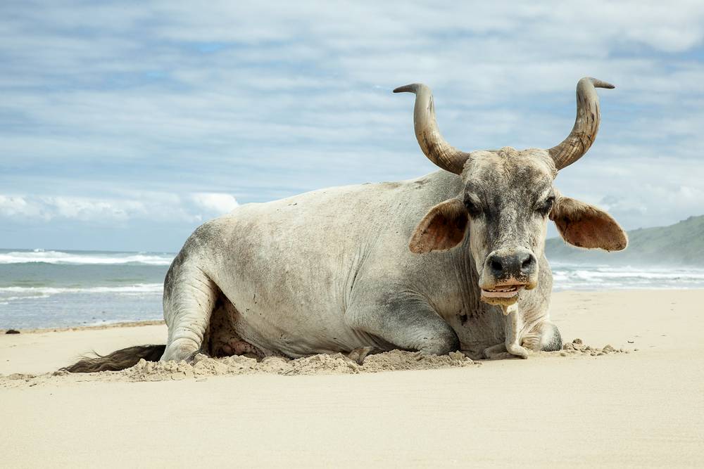 Nguni Bull_Trankskei_travel photography