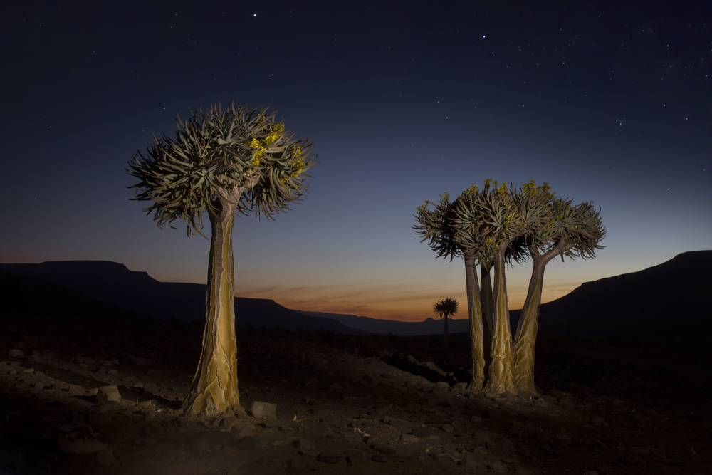 Quiver trees Biedouw_travel photography