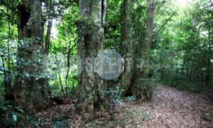 Dlinza Forest | ProSelect-images