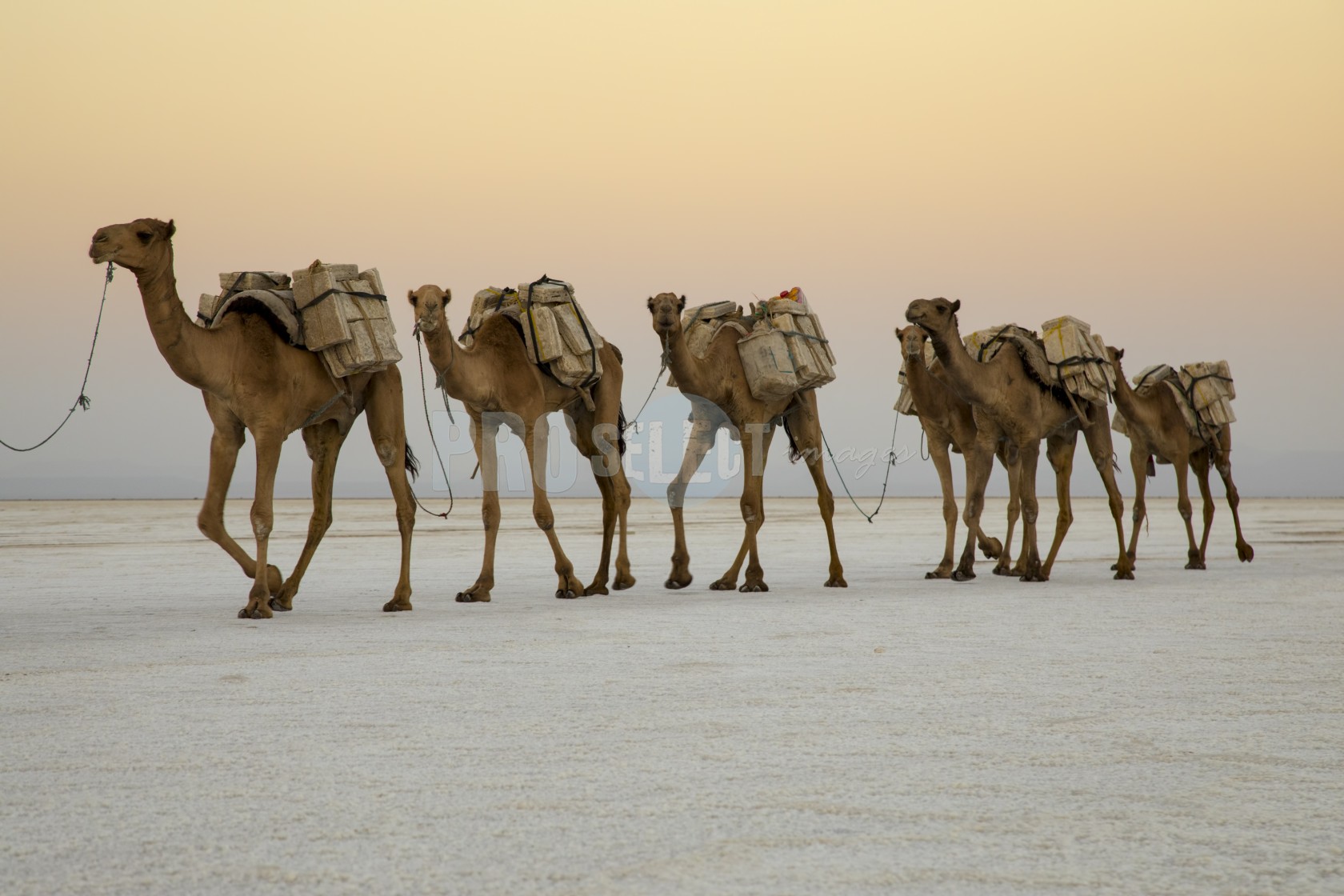 Camel Caravans | ProSelect-images