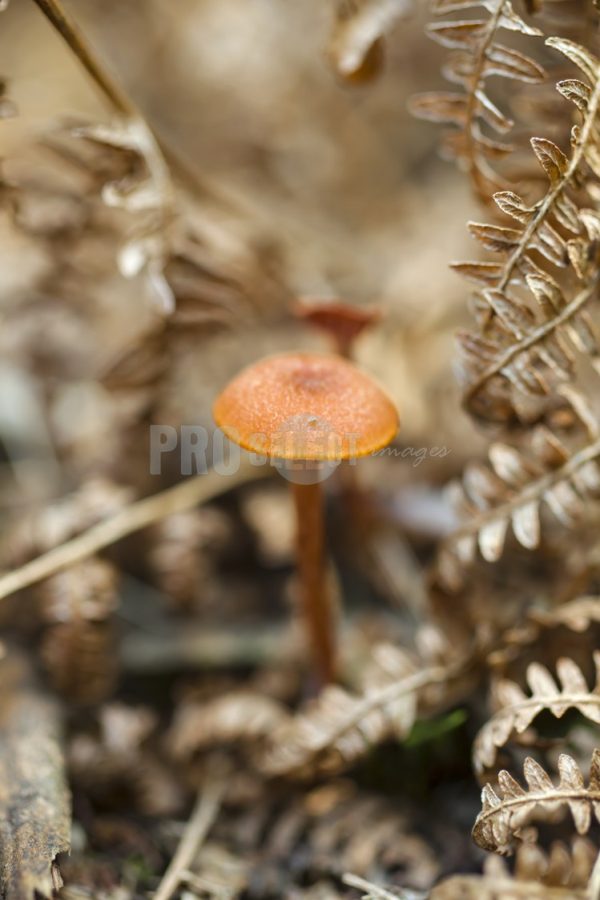Kaapscehoop fungi