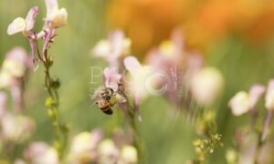 Mutualistic relationship bee pollinating flowers