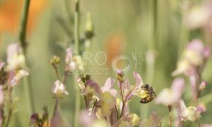 Bee in indigenous garden collecting polin
