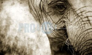 African Elephant eye | ProSelect-images