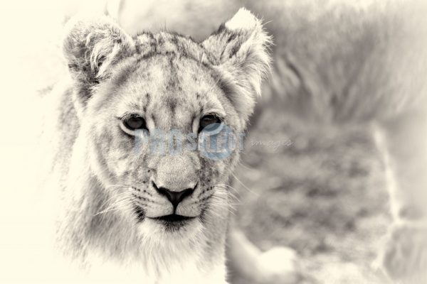 Lions of Tava Lingwe | ProSelect-images