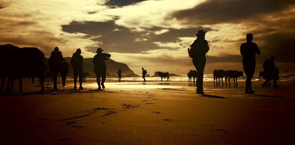 Transkei hikers and cattle_travel photography