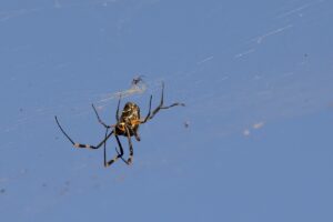 Yellow garden spider Yellow garden spider