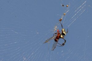 Yellow garden spider with dragonfly in web Yellow garden spider with dragonfly in web