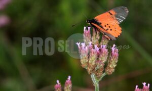Acraea horta Moreletta Reserve | ProSelect-images