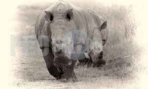 African Rhinocerotidae | ProSelect-images