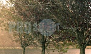 Bench under oak trees | ProSelect-images