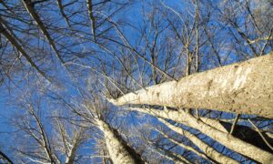 Blue skye poplars Steepside | ProSelect-images