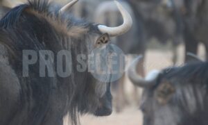 Blue wildebeest herd | ProSelect-images