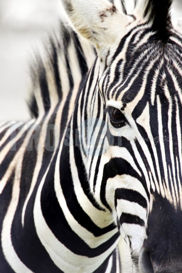 Burchell's Zebra Quagga | ProSelect-images