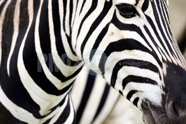 Burchells Zebra Face | ProSelect-images