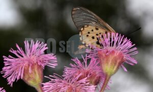 Butterfly Acraea horta | ProSelect-images