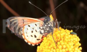 Butterfly and bug on yellow flower | ProSelect-images