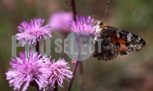 Butterfly on pompom weed | ProSelect-images