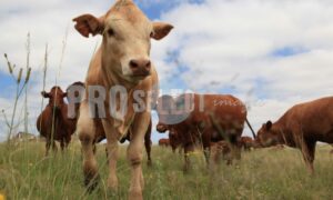 Calf in Veld | ProSelect-images