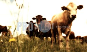 Calf with Herd | ProSelect-images