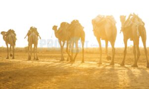 Camel caravan Ethiopia | ProSelect-images