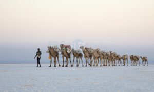 Camel Caravans North Africa | ProSelect-images
