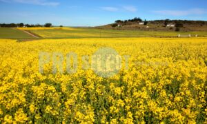 Canola fields Overberg | ProSelect-images