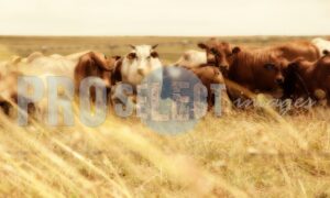Cattle in field Free State | ProSelect-images
