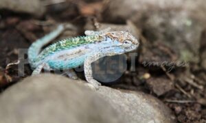 Chameleon Tugela Gorge | ProSelect-images