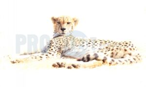 Cheetah resting | ProSelect-images