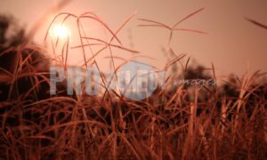 Common finger grass Rietvlei | ProSelect-images