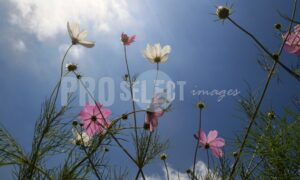 Cosmos Flowers Free State | ProSelect-images