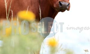 Cow and yellow flowers | ProSelect-images