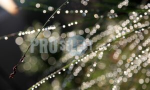 Dew Drops on grass | ProSelect-images
