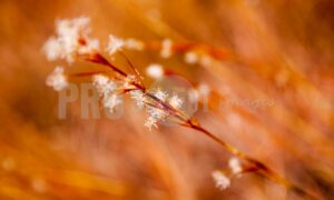 Dew patterns on grass | ProSelect-images