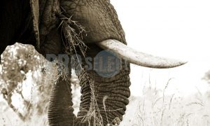 Elephant bull tusks and trunk | ProSelect-images