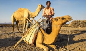 Afar man with his camels | ProSelect-images