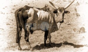 Ethiopian bull | ProSelect-images