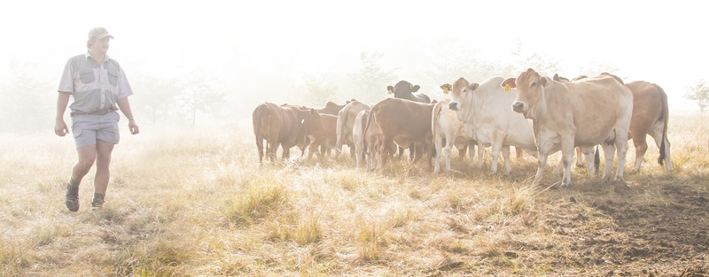 Farmer and his cattle
