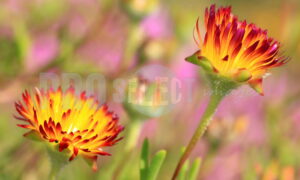 Flowers Kirstenbosch | ProSelect-images