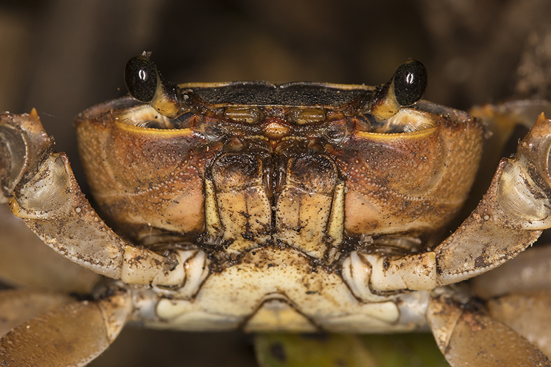 freshwater crab