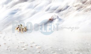 Ghost Crab | ProSelect-images