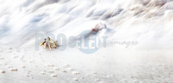 Ghost Crab | ProSelect-images