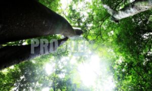 Giant trees Dlinza Eshowe | ProSelect-images